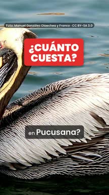 Video de Pucusana